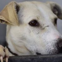 Bazar de patitas felices llano de la ciudad Central Q Noticias