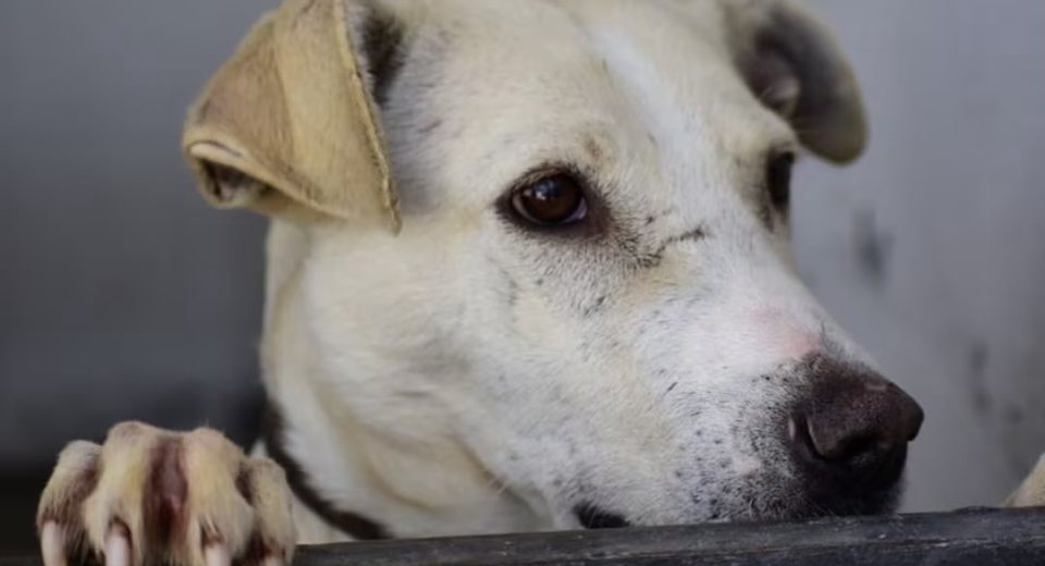 Bazar de patitas felices llano de la ciudad Central Q Noticias