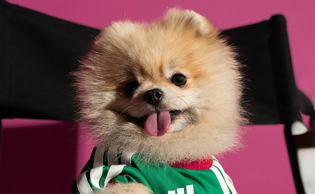 Lanza adidas jerseys del mundial para mascotas Central Q Noticias