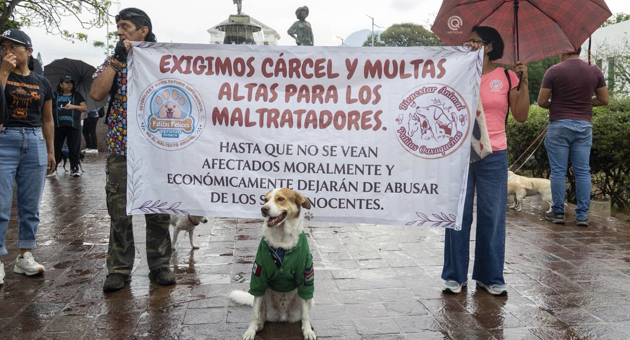Marcha contra el maltrato animal Central Q Noticias