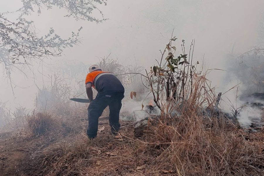Controlan incendio mientras rescatan animales en Oaxaca Central Q Noticias Oaxaca