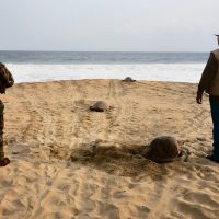 Vigilan arribada de tortugas golfinas en Oaxaca Central Q Noticias