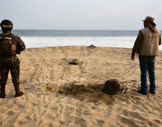 Vigilan arribada de tortugas golfinas en Oaxaca Central Q Noticias