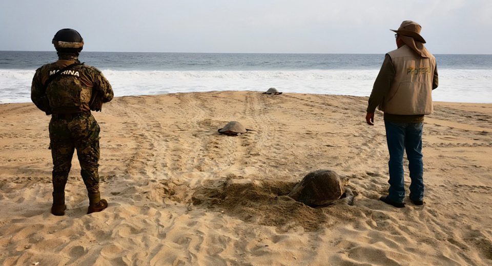 Vigilan arribada de tortugas golfinas en Oaxaca Central Q Noticias