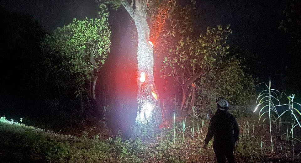 Rayo impacta sobre árbol en Zaachila Central Q Noticias Oaxaca